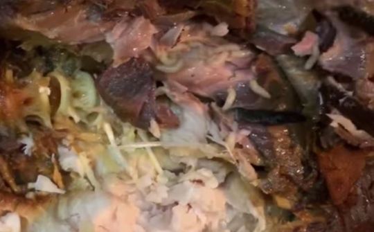 CleverFood đóng cửa 3 ngày vì sự cố cá kho có giòi