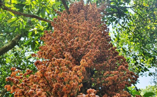 Cao nguyên Vân Hòa, Phú Yên: Mùa hoa đỏ nở rộ đẹp ngỡ ngàng