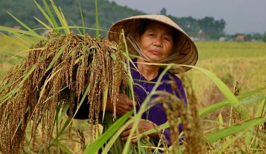 Nếp Hạt Cau Tiên Sơn – Sản vật của người nông dân Hà Lĩnh (Hà Trung)