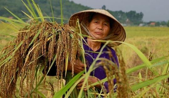 Nếp Hạt Cau Tiên Sơn – Sản vật của người nông dân Hà Lĩnh (Hà Trung)