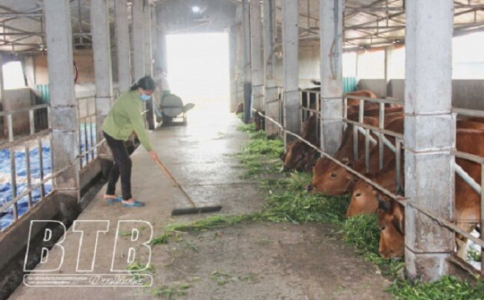 Thái Bình: Thúc đẩy chuyển đổi cơ cấu ngành chăn nuôi