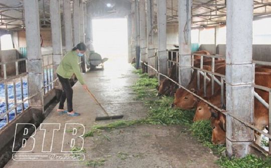 Thái Bình: Thúc đẩy chuyển đổi cơ cấu ngành chăn nuôi