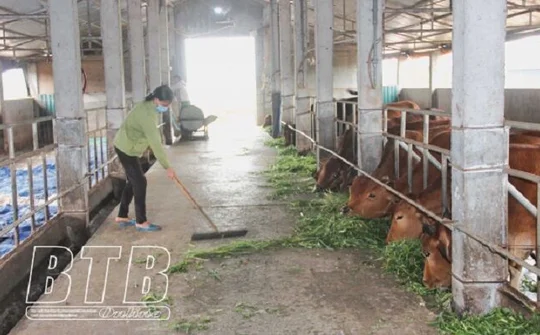 Thái Bình: Thúc đẩy chuyển đổi cơ cấu ngành chăn nuôi