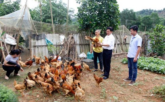 Thái Nguyên: Hiệu quả từ dự án hỗ trợ phát triển sản xuất