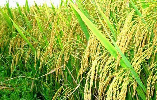 Thành phố Hà Nội thu hút đầu tư vào lĩnh vực nông nghiệp.