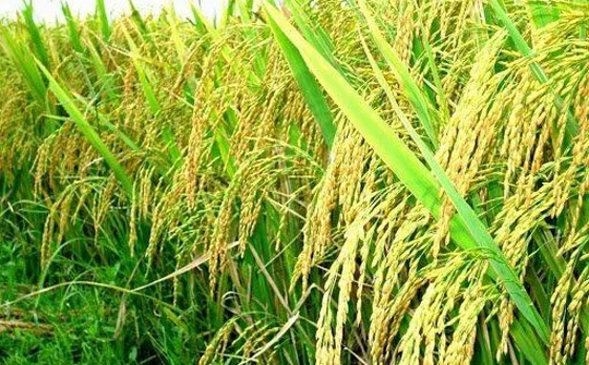 Thành phố Hà Nội thu hút đầu tư vào lĩnh vực nông nghiệp.