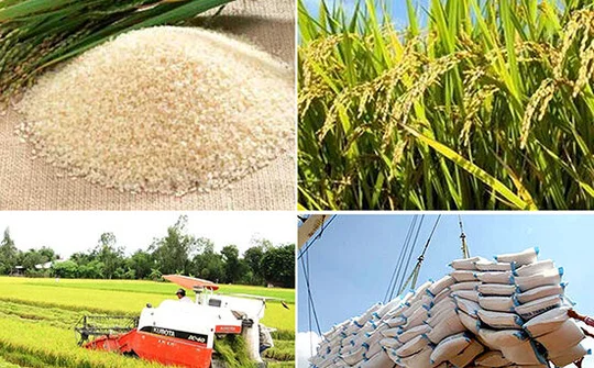 Bộ Nông nghiệp Mỹ dự báo Việt Nam tiếp tục đứng thứ 2 về xuất khẩu gạo