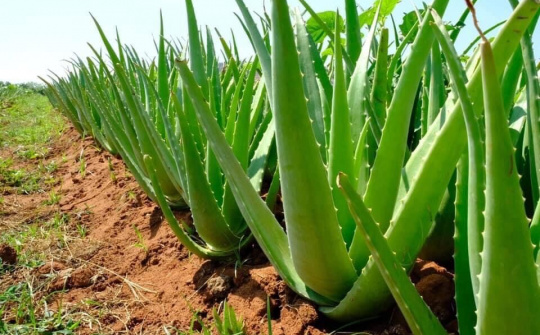 Công ty Nông sản ALADIN: Triển vọng cho sự phát triển