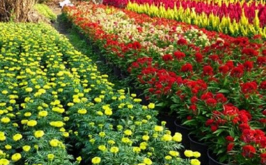 Mê Linh: Vựa hoa lớn của Thủ đô