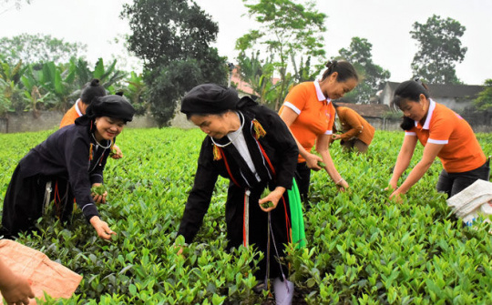 Thái Nguyên: Hưởng ứng “Ngày Chè thế giới”