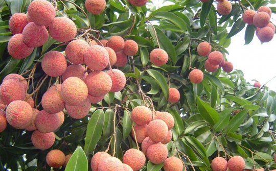 3 kịch bản tiêu thụ vải thiều ở Bắc Giang