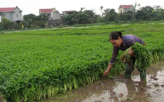 Hội Nông dân Hà Nội: Đẩy mạnh hỗ trợ xây dựng mô hình sản xuất sạch