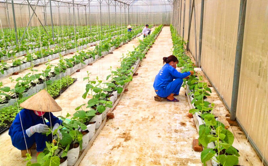 Hòa Bình: Cơ cấu lại ngành nông nghiệp theo hướng sản xuất hàng hóa