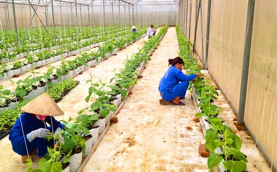 Hòa Bình: Cơ cấu lại ngành nông nghiệp theo hướng sản xuất hàng hóa