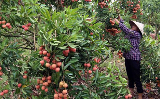 Hỗ trợ nông dân tiêu thụ nông sản là ưu tiên số 1