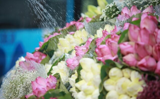 Cách đơn giản để phân biệt hoa sen và hoa quỳ