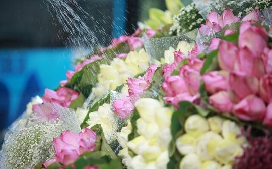 Cách đơn giản để phân biệt hoa sen và hoa quỳ