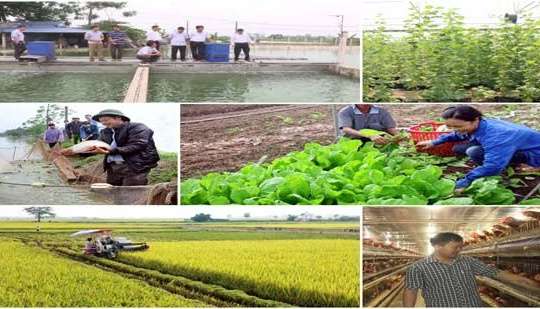 Ứng Hòa phát triển nông nghiệp theo hướng bền vững