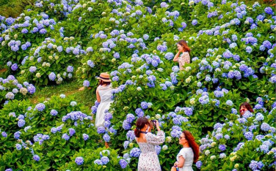 Thảm hoa cẩm tú cầu rực rỡ khoe sắc trên đỉnh Mẫu Sơn