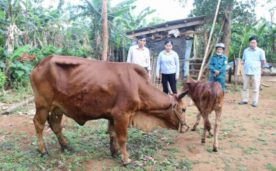 Ba Chẽ (Quảng Ninh): Tiêm phòng vắc xin viêm da nổi cục trên gia súc