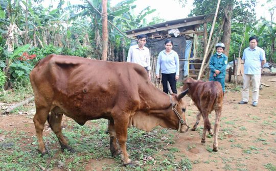 Ba Chẽ (Quảng Ninh): Tiêm phòng vắc xin viêm da nổi cục trên gia súc