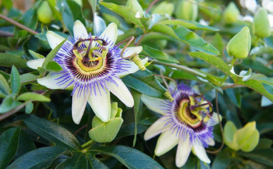 Lạc tiên – thảo dược giúp thư giãn, an thần và điều trị chứng mất ngủ