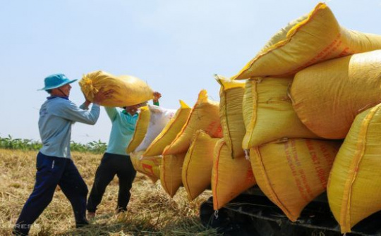 Phát huy thế mạnh, 4 tháng đầu năm kim ngạch xuất khẩu gạo đạt trên 1 tỉ USD