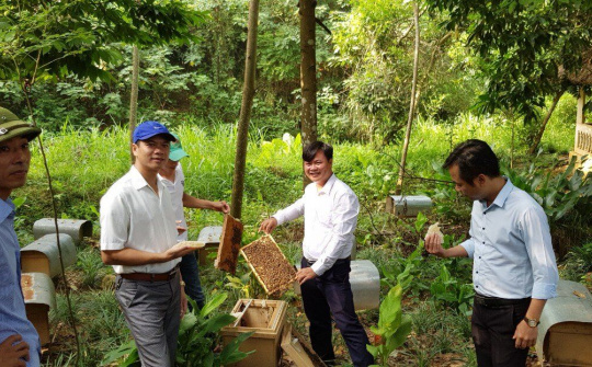 Huyện Ba Vì: Phát triển kinh tế các chi, tổ hội nông dân nghề nghiệp