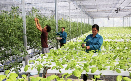 Lên kế hoạch phát triển kinh tế tập thể, hợp tác xã