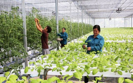 Lên kế hoạch phát triển kinh tế tập thể, hợp tác xã