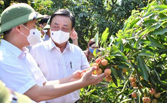 Thúc đẩy tiêu thụ vải thiều qua nhiều kênh phân phối