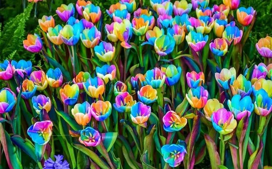 Khám phá những loại hoa Tulip độc lạ
