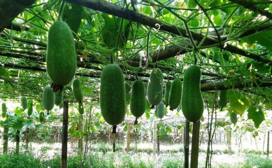 Hỗ trợ tiêu thụ sản phẩm bí xanh thơm Bắc Kạn