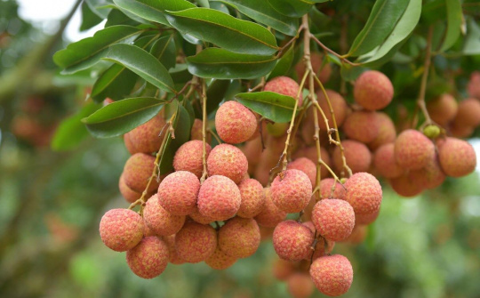 Bắc Giang: Vụ vải thiều sớm thắng lợi ngay trong ‘mùa dịch COVID-19’