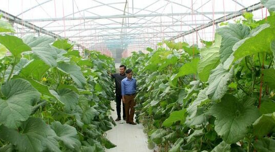 Ngành Nông nghiệp & Phát triển nông thôn Nghệ An: Phát triển theo chiều sâu, nâng cao năng suất, chất lượng, hiệu quả