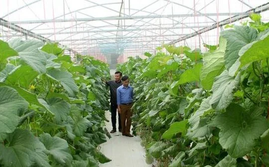 Ngành Nông nghiệp & Phát triển nông thôn Nghệ An: Phát triển theo chiều sâu, nâng cao năng suất, chất lượng, hiệu quả