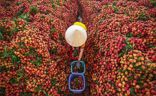 Hợp tác thúc đẩy chuyển đổi số để tiêu thụ nông sản