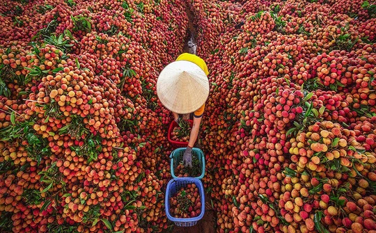 Hợp tác thúc đẩy chuyển đổi số để tiêu thụ nông sản