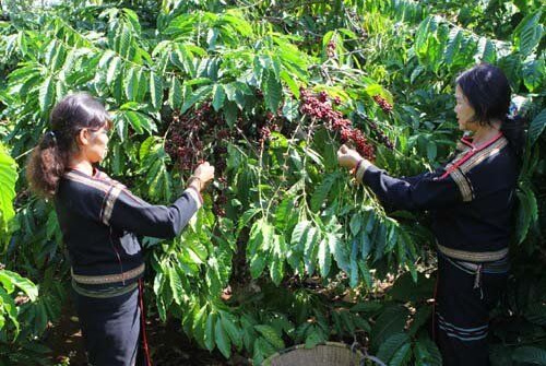 Thí điểm xây dựng 5 vùng nguyên liệu nông sản