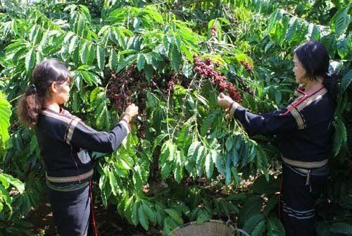 Thí điểm xây dựng 5 vùng nguyên liệu nông sản