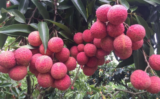 Cục Quản lý thị trường tỉnh Đắk Lắk: Hỗ trợ tiêu thụ vải thiều Bắc Giang