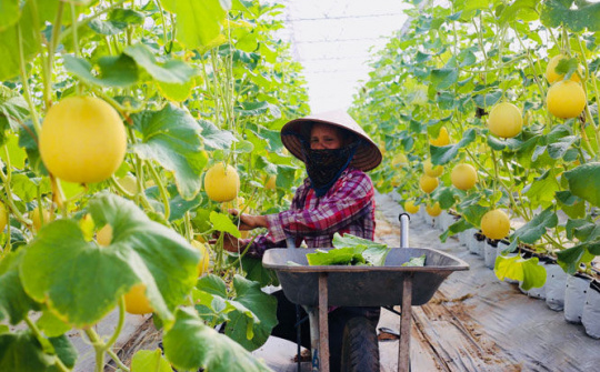 Hà Nội: Thúc đẩy phát triển chuỗi nông sản an toàn