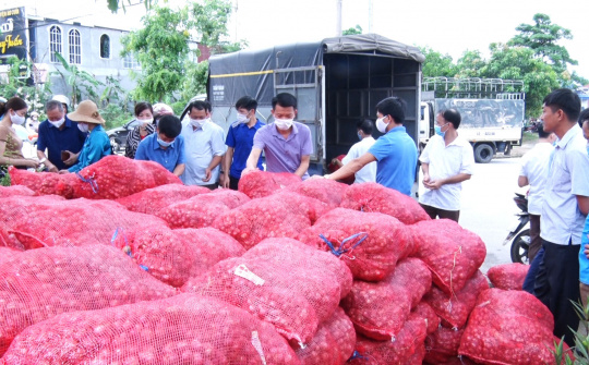 Đại Từ, Thái Nguyên: Hội nông dân huyện  tiêu thụ trên 4 tấn hành tím