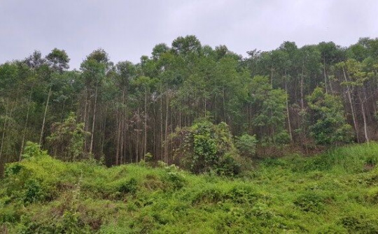 Quảng Hòa, Cao Bằng:  Thực hiện tốt công tác quản lý, bảo vệ và phát triển rừng