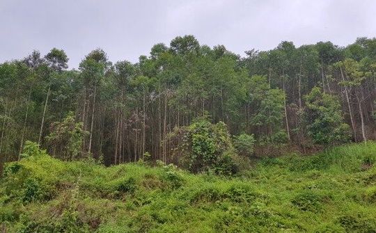 Quảng Hòa, Cao Bằng: Thực hiện tốt công tác quản lý, bảo vệ và phát triển rừng