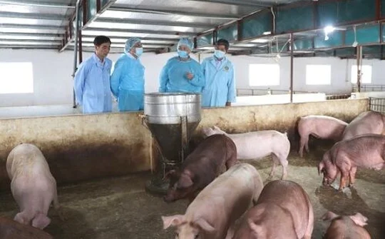 Chủ tịch UBND tỉnh Thanh Hóa ra công điện khẩn về việc ngăn chặn bệnh Dịch tả lợn châu Phi tái phát