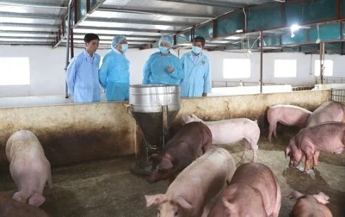 Chủ tịch UBND tỉnh Thanh Hóa ra công điện khẩn về việc ngăn chặn bệnh Dịch tả lợn châu Phi tái phát