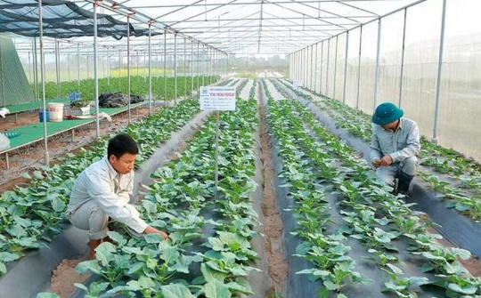 Hà Nội: Nông nghiệp công nghệ cao từng bước lên ngôi