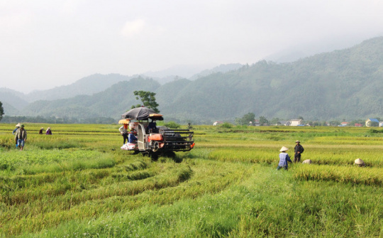 Đại Từ, Thái Nguyên: Thêm một mùa vàng bội thu
