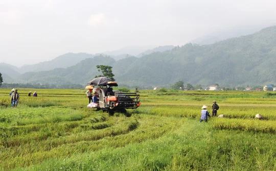 Đại Từ, Thái Nguyên: Thêm một mùa vàng bội thu